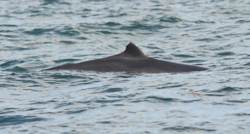 Is this Stubby last seen in 2011... © Jono Leadley 17-09-21