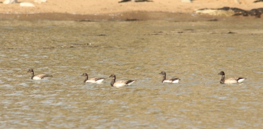 Pale-bellied Brent Geese in Staithes Harbour © Jono Leadley