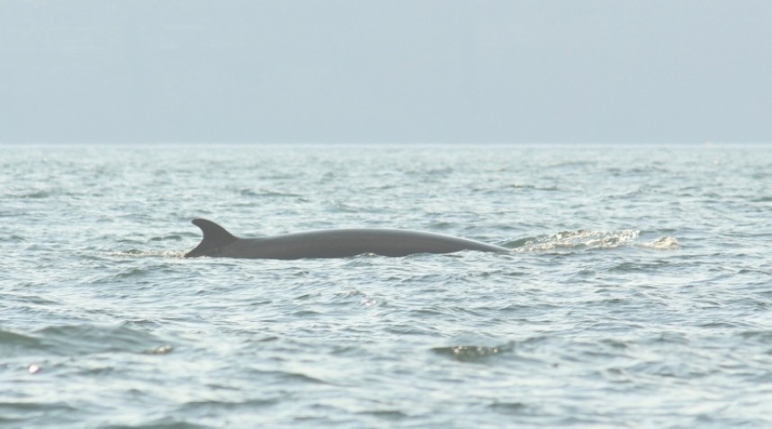 Minke Whale 17-09-21 © Jono Leadley