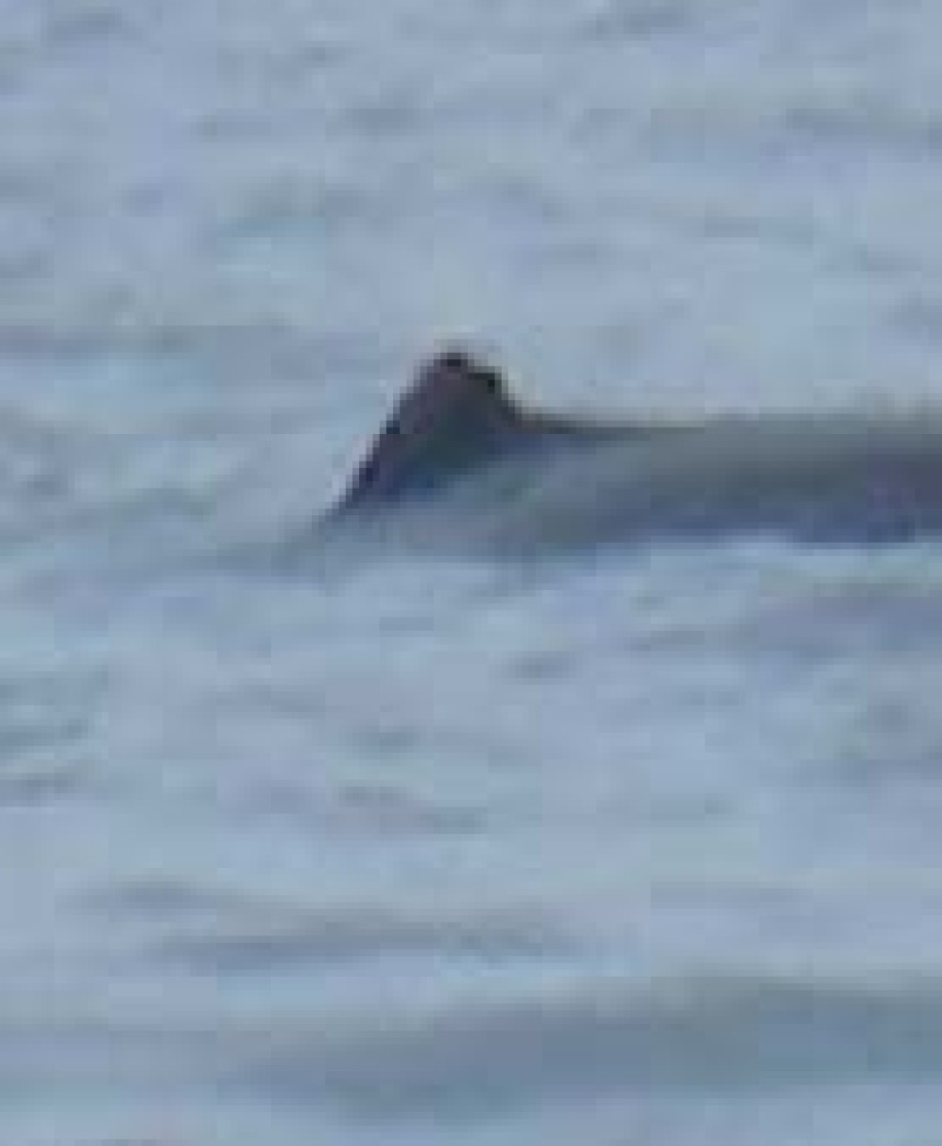 Stubby photo taken from Whitby Whale trip on 8 Sept 2011