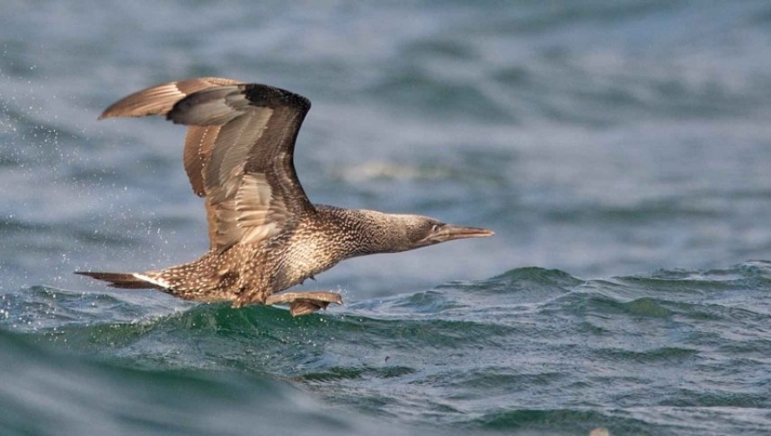 Northern Gannet juvenile © Sarah Burton