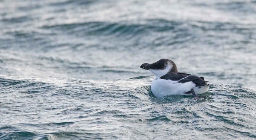 Razorbill © Sarah Burton