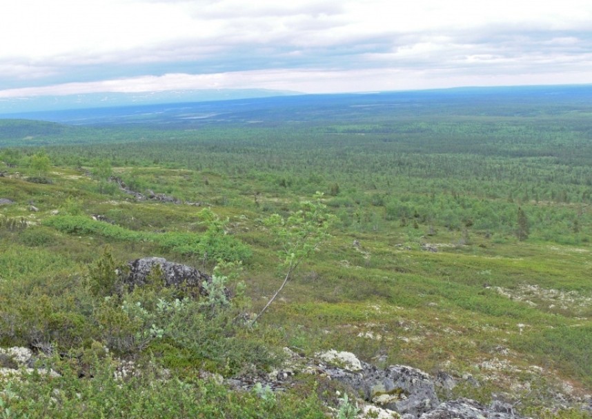  Boreal Forest view from my hillside in Russia 13 July 2008. © Richard Baines