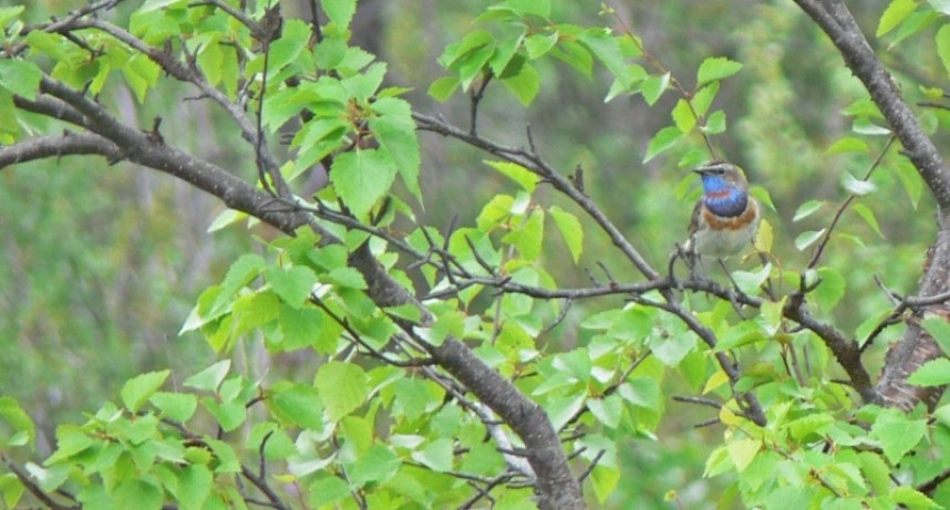  Bluethroat in the Boreal Forest of Russia July 2008 © Richard Baines