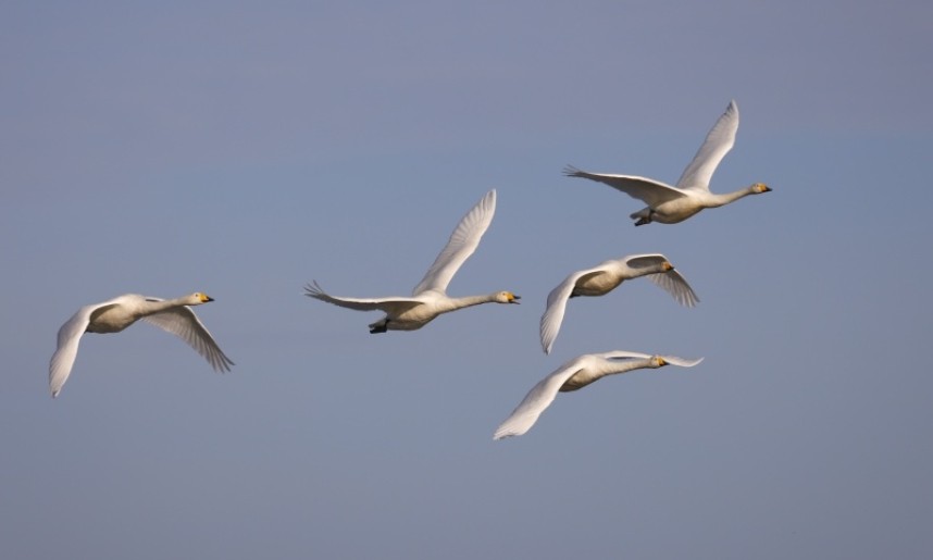  Whooper Swans at Kilnsea November 2021 © Ian Spalding