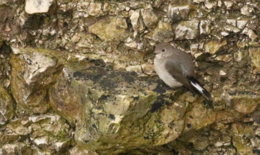 Taiga Flycatcher Flamborough October © Richard Baines