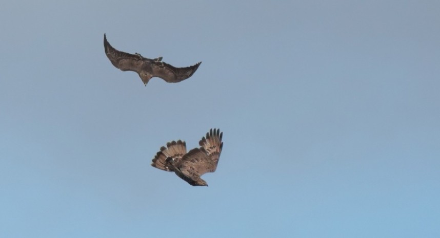 Honey Buzzard and Common Buzzard in the Great Yorkshire Forest 2019 © Richard Baines
