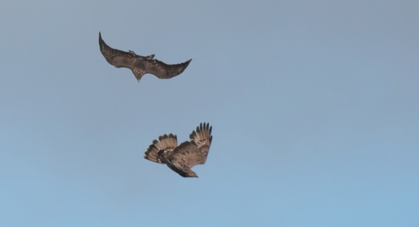  Honey Buzzard and Common Buzzard in the Great Yorkshire Forest 2019 © Richard Baines