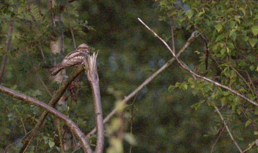 European Nightjar © Adrian Hotson from our YCN Nightjar Safari 2021