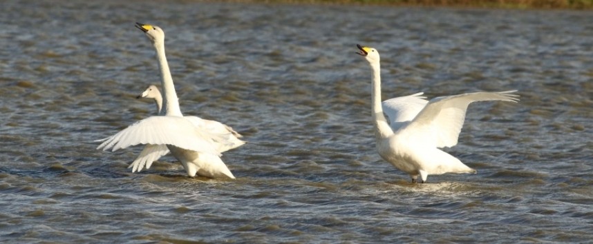 Whooper Swans © Richard Baines