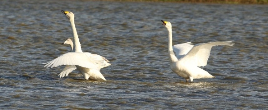  Whooper Swans © Richard Baines