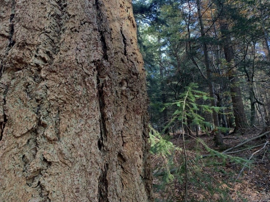 Mother and baby Spruce © Richard Baines