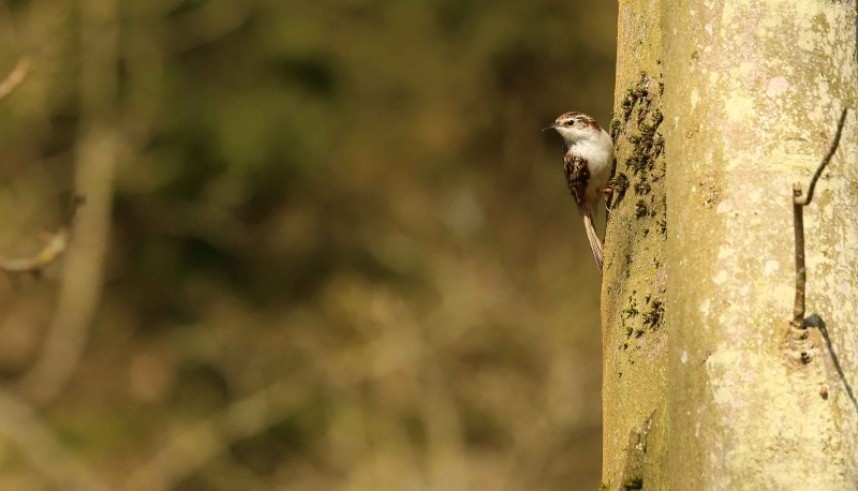Treecreeper © Richard Baines