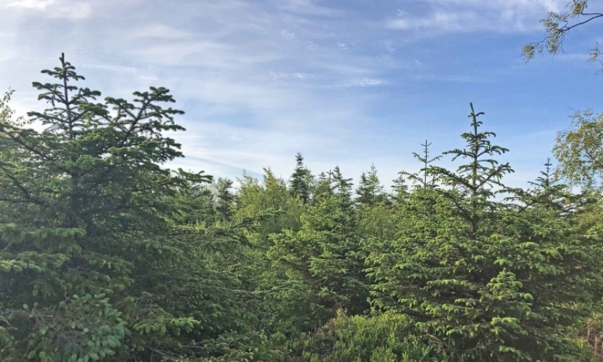 young Spruce habitat in the North Yorkshire Forests © Richard Baines