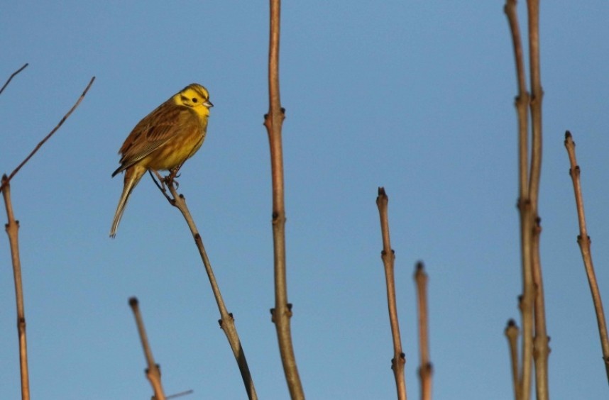 Yellowhammer © Richard Baines