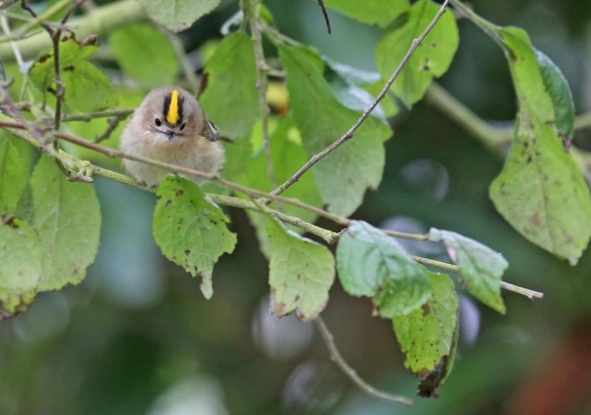 Goldcrest © Richard Baines