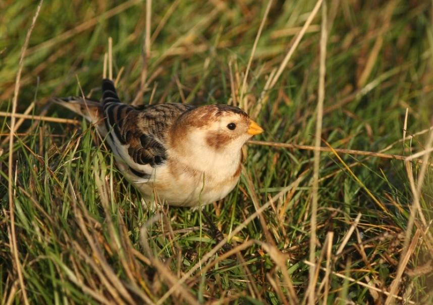 Snow Bunting © Mark Pearson