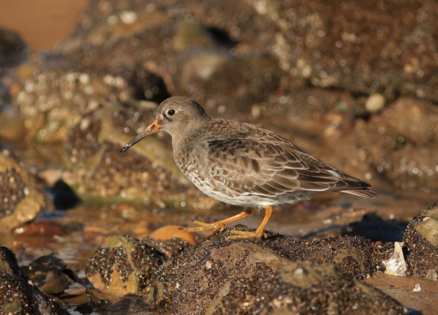 Purple Sandpiper © Mark Pearson