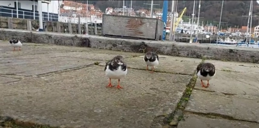 Turnstone flash mob at Scarborough harbour © Mark Pearson