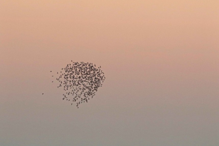  The Power Ball. Hundreds of Red Knot form a tight ball and power their way across the Humber Estuary at sunset © Richard Baines