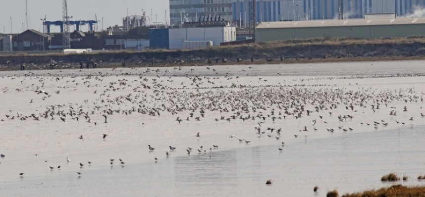  Thousands of waders at Pyewipe Grimsby © Richard Baines