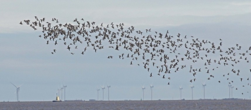  Bar-tailed Godwits reach for the sky © Richard Baines