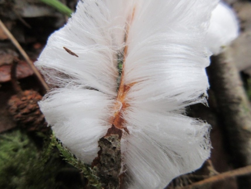  Exidiopsis effuse causing ‘hair ice’ © Rachel Pickering