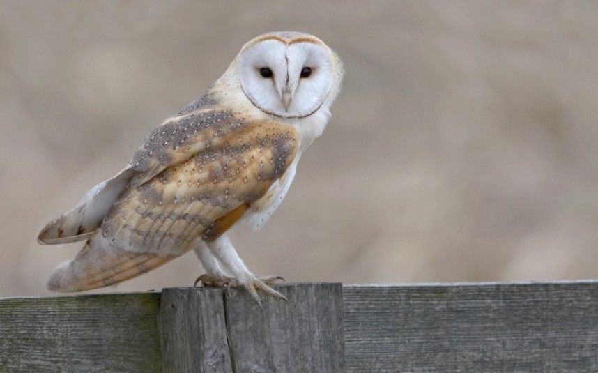  Barn Owl © Steve Race