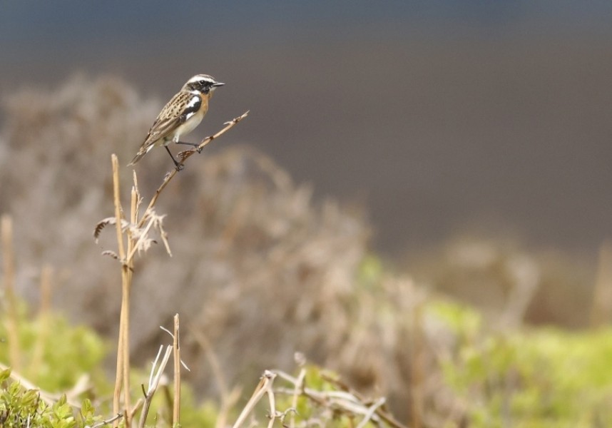 Male Whinchat 5 May 2022. © Richard Baines