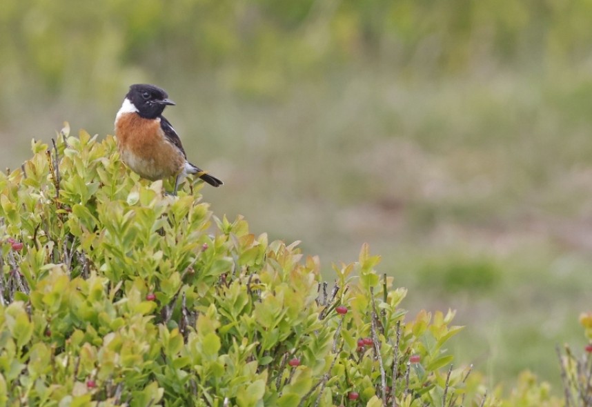 Male Stonechat 5 May 2022 © Richard Baines