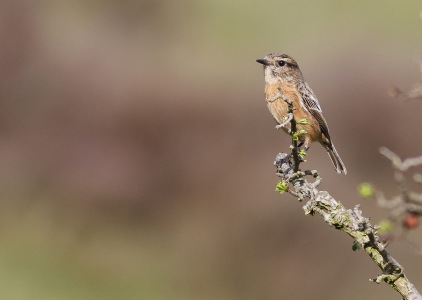 Female Stonechat 5 May 2022 © Richard Baines