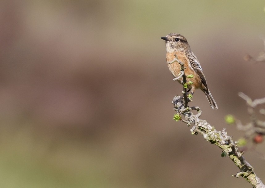  Female Stonechat 5 May 2022 © Richard Baines