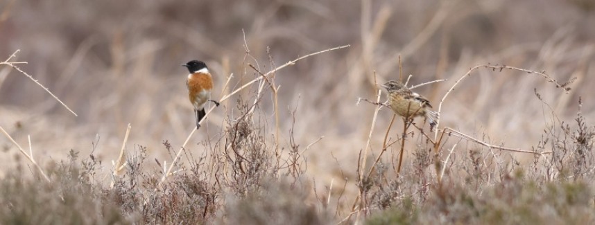 Stonechat with newly fledged juvenile 5 May 2022 © Richard Baines