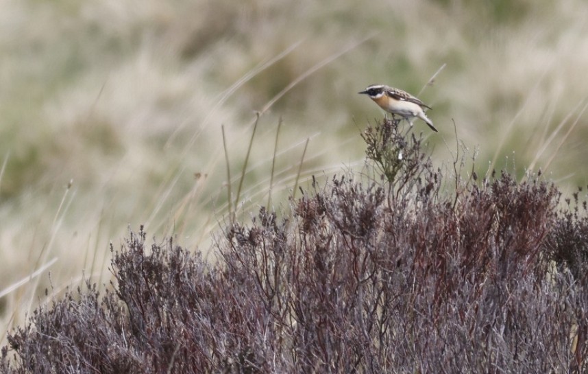 Male Whinchat on Heather 5 May 2022 © Richard Baines
