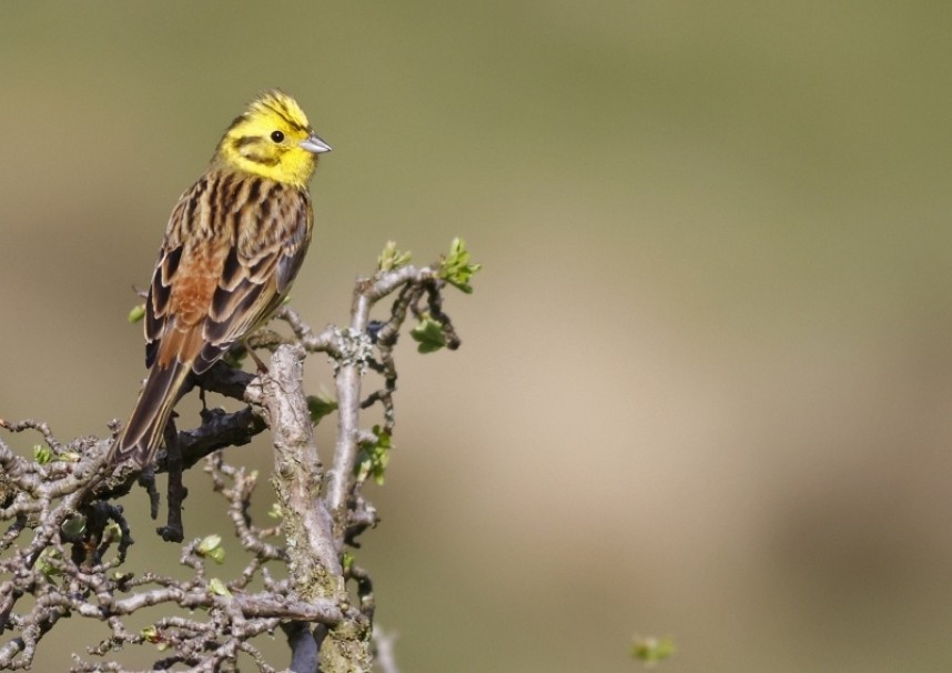 Male Yellowhammer 5 May 2022 © Richard Baines
