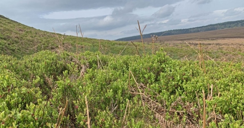 Deep Bilberry and Bracken snags. Levisham © Richard Baines