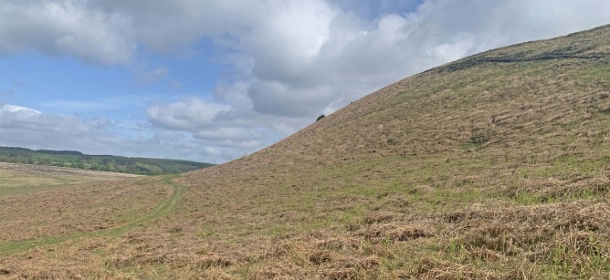 Bracken dominated bank. Levisham 5 May 2022. © Richard Baines