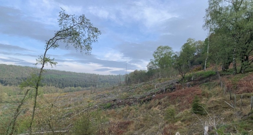 Levisham bank woodlands. Habitat of Tree Pipit, Redstart, Graden Warbler and Willow Warbler © Richard Baines