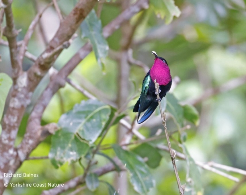 Purple-throated Carib - St Lucia Nov 2022 © Richard Baines