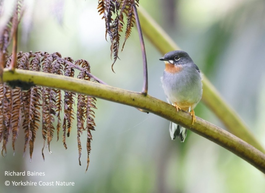  Rufous-throated Solitaire - St Lucia Nov 2022 © Richard Baines