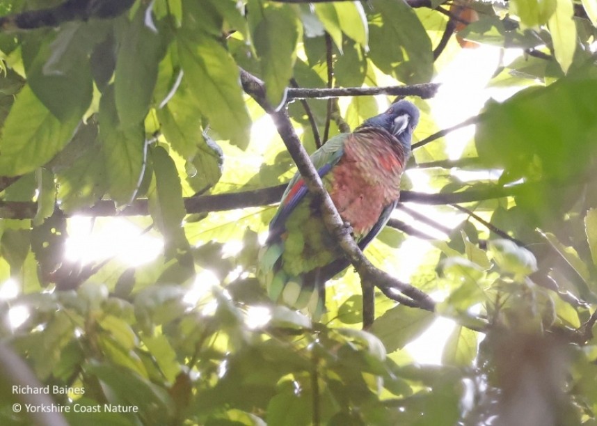  St Lucia Parrot - St Lucia Nov 2022 © Richard Baines