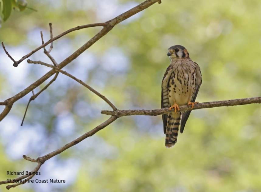 American Kestrel - St Lucia Nov 2022 © Richard Baines