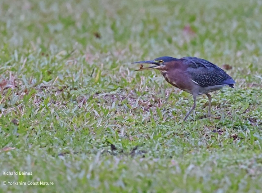  Green Heron - St Lucia Nov 2022 © Richard Baines