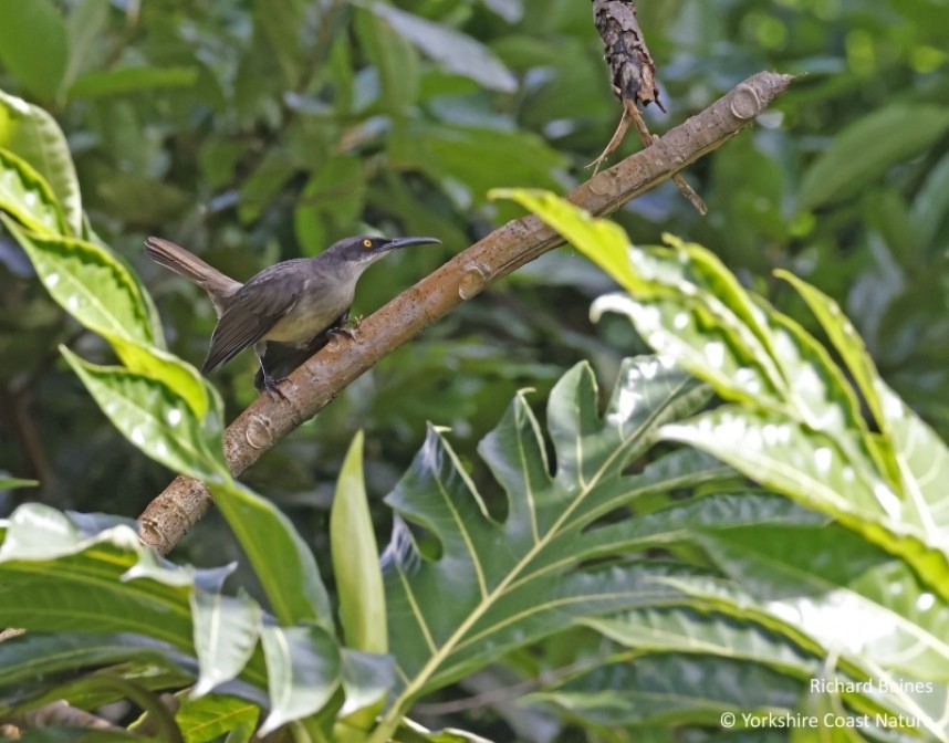 Grey Trembler - St Lucia Nov 2022 © Richard Baines