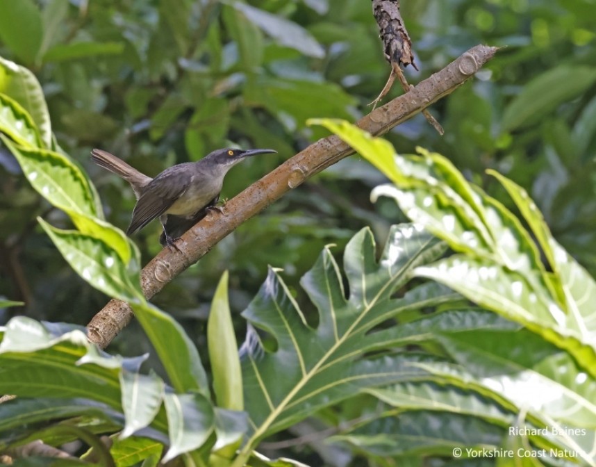  Grey Trembler - St Lucia Nov 2022 © Richard Baines