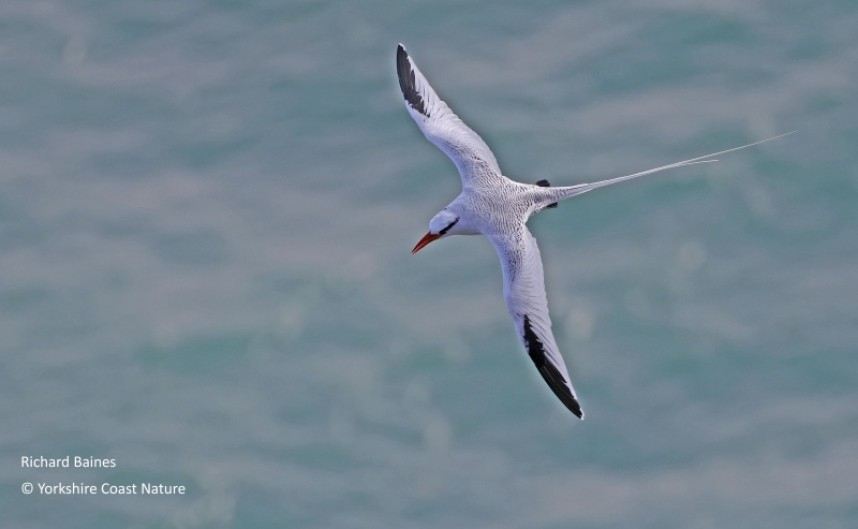 Red-billed Tropicbird - St Lucia Nov 2022 © Richard Baines