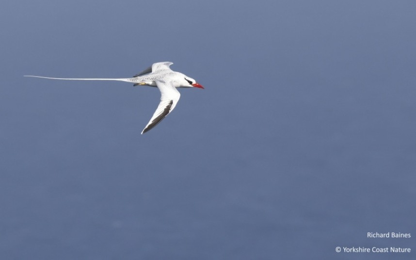 Red-billed Tropicbird - St Lucia Nov 2022 © Richard Baines