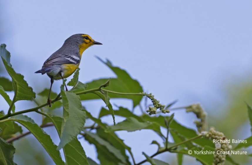 St Lucia Warbler - St Lucia Nov 2022 © Richard Baines