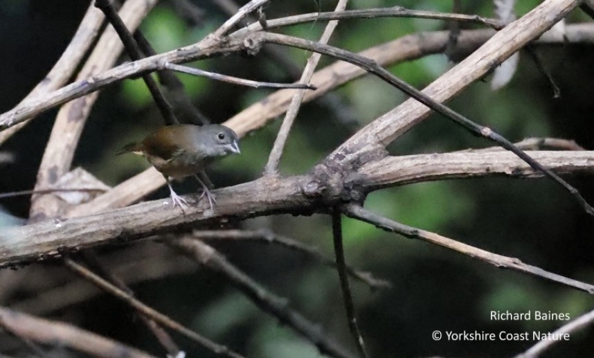 Black Finch (female) - St Lucia Nov 2022 © Richard Baines