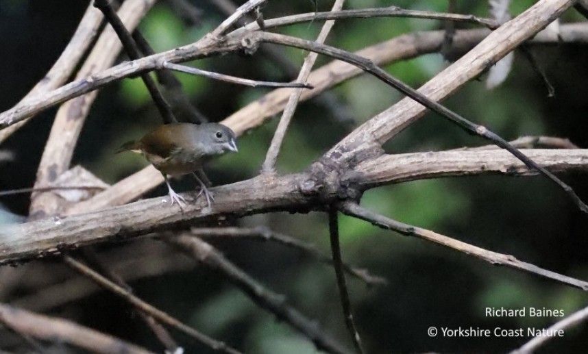  Black Finch (female) - St Lucia Nov 2022 © Richard Baines